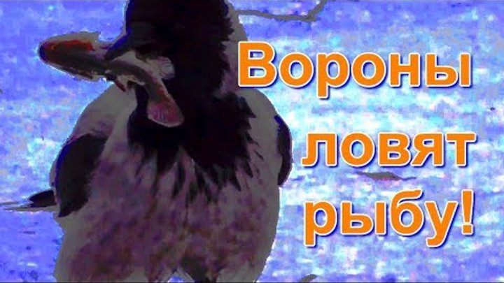 Вороны ловят рыбу!  Рыбалка без крючка и удочки!