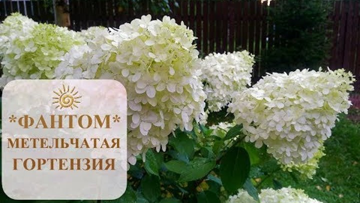 Гортензия метельчатая phantom фото и описание сорта Гортензия метельчатая phantom фото и описание сорта