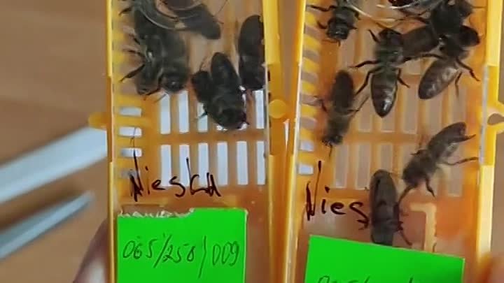 Правильные пчелы почтовая ул 5а фото Правильные пчелы почтовая ул 5а фото