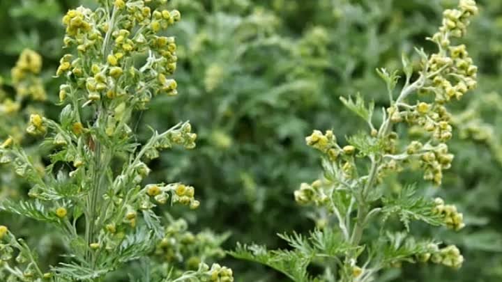 Полынь горькая фото крупным Полынь горькая фото крупным