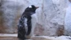 папуанские пингвины линяют