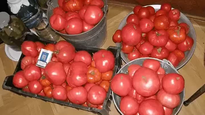 Помидоры домашние фото Помидоры домашние фото