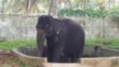Шри-Ланка , слониха Моника