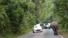 Дикий слон в Таиланде уселся на капот авто (новости)
