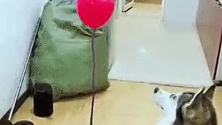 Шарик. 🎈🐺