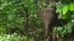 Тайны слонов: Азия ( 2023 год. документальный, природа, флор...