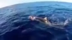 Акула принесла черепаху человеку, что бы он её спас.