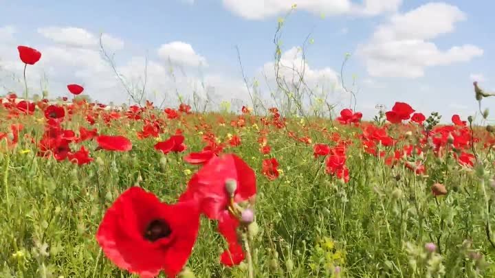 Поля маков в Евпатории. Крым сейчас.