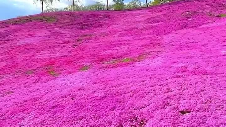 Япония, Фудзияма.☀️ 🌸🌸🌸🌸🌸🌸🌸🌸🌸