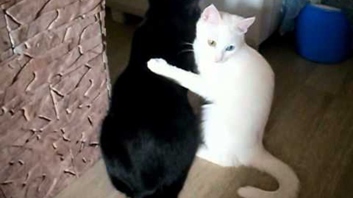 Спаривание белое. Черный и белый коты обнимаются. Черный и белый котенок обнимаются. Черный кот обнимает белую кошку. Черная и белая кошка обнимаются.
