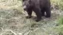 Медведи вышли к людям в Никольском районе