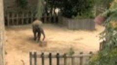 Insightful-Problem-Solving-in-an-Asian-Elephant-pone.0023251...