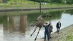 Погибшего в Иванове лосенка достали из Уводи