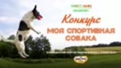 Конкурс «Моя спортивная собака»