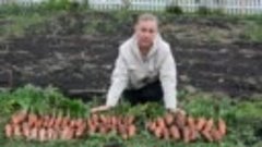 Осенний посев семян моркови. При какой температуре лучше