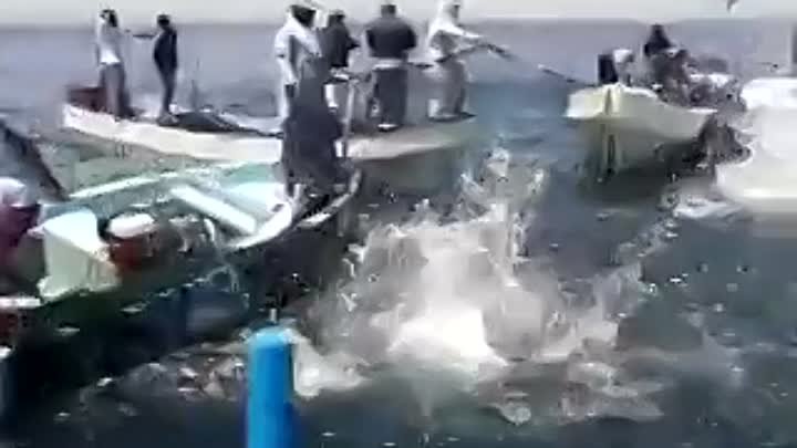 Вот так арабы ловят рыбу! Рыба сама в лодку прыгает!