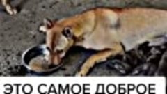 Самое доброе видео 