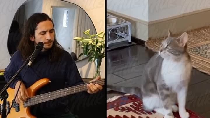 Music Cat