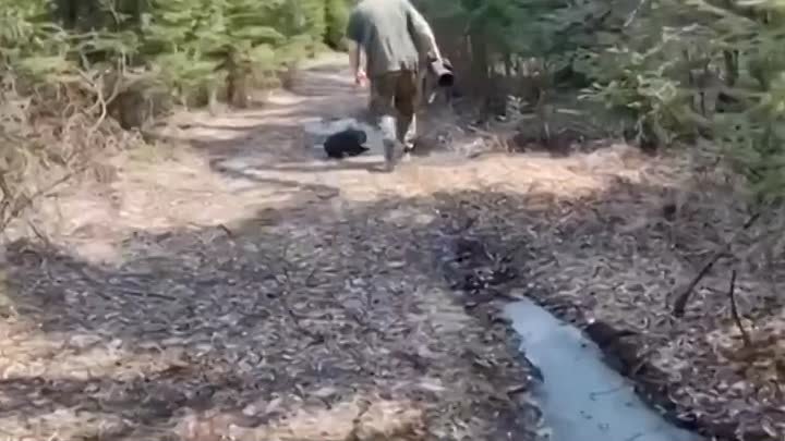 Собака нашла в лесу истощенного медвежонка 