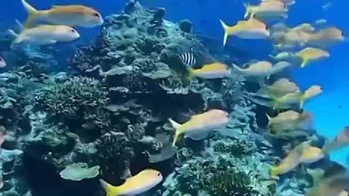 Прекрасный подводный мир 🤗
