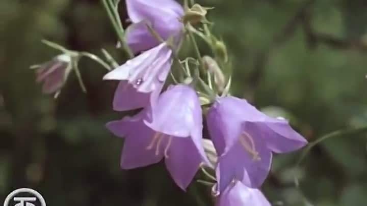 "Июнь. Из цикла _Двенадцать месяцев" 1977 года