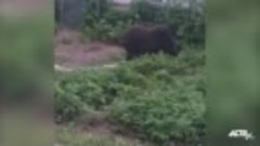 Медведь съел клубнику в огороде у сахалинцев