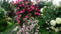 Плетистые розы моего сада. Обзор лучших сортов