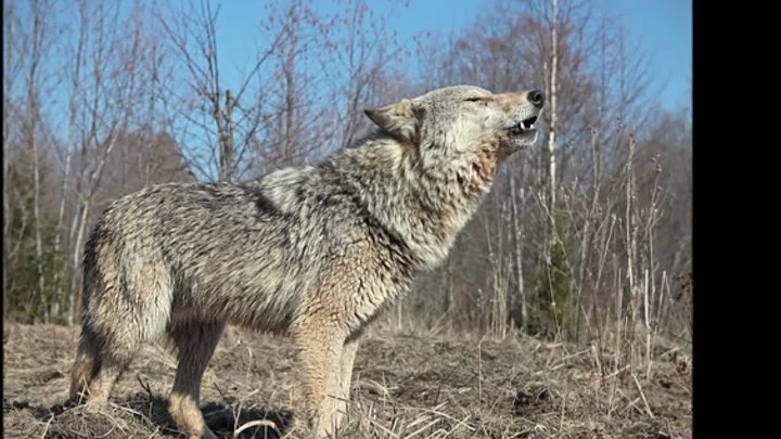 Волк в реальной жизни фото Волк в реальной жизни фото