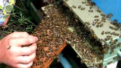 Пчеловодство bee(пыльцеуловитель)