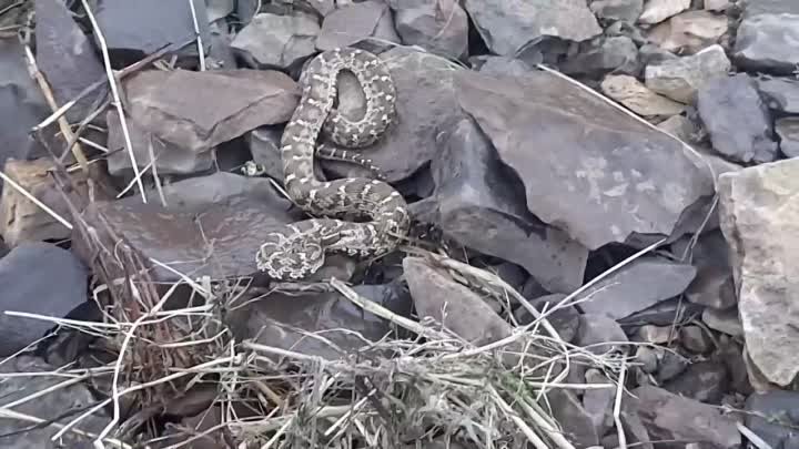 Змея Гадюка