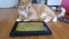 Кот играет с планшетом!