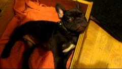 Frog Frenchie Fun French Bulldog Puppy Argues Bedtime