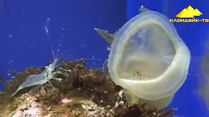 Голожаберные моллюски