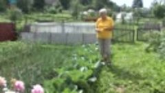 Голова садовая - Борьба с вредителями капусты