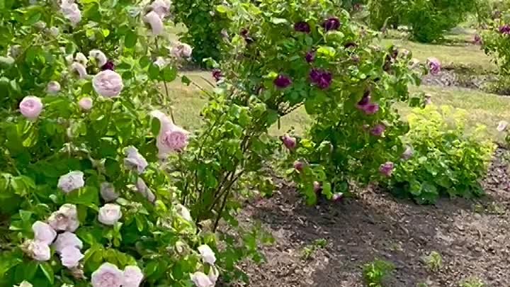 Красивый День С Розами 🌿🌹