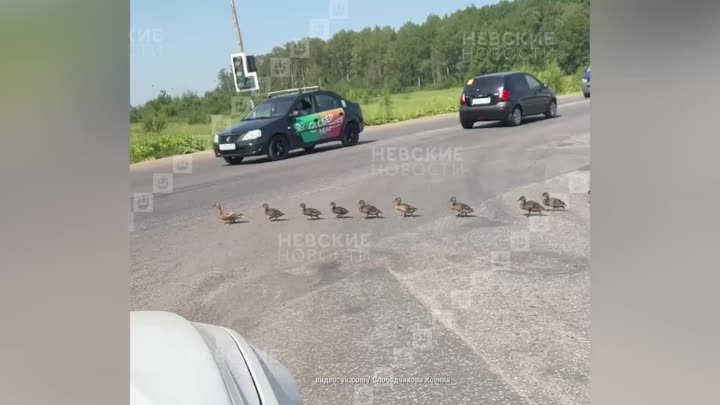 В Буграх уток перевели через дорогу