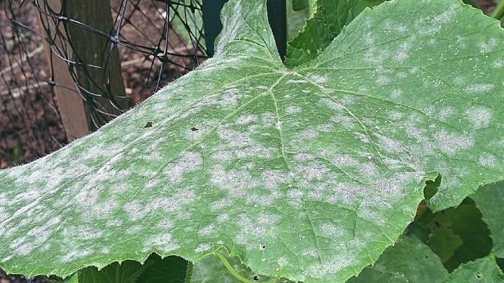 Мучнистая роса огурцов в теплице фото Мучнистая роса огурцов в теплице фото