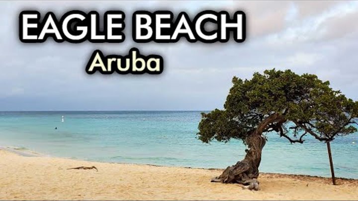 Eagle Beach Aruba - the best beach in the World