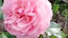 Красивые розовые розы 
