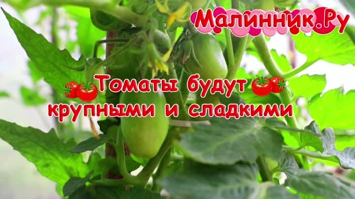 ПОДКОРМКА В МАЛИННИК.РУ