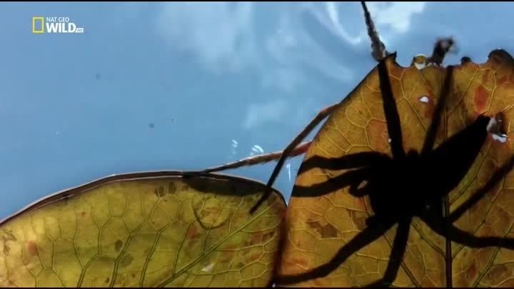 Удивительные пауки - Каёмчатый охотник