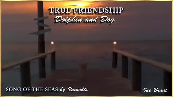 Собака и дельфин