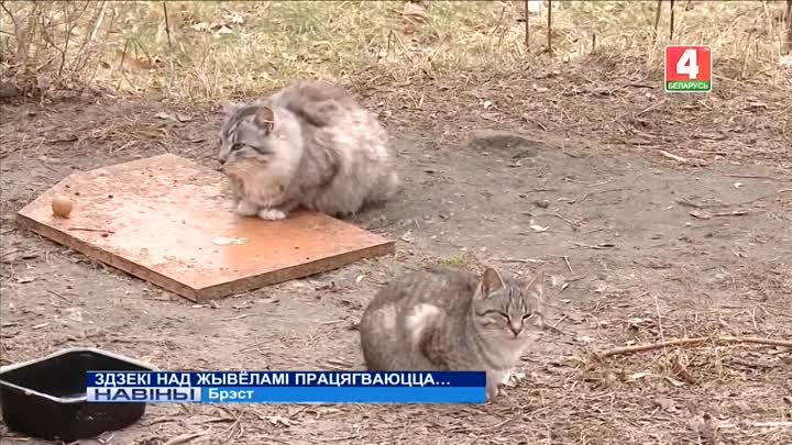 В Бресте живодер с особой жестокостью расправился с кошками