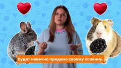 Уровень любви и преданности не зависит от размера питомца 💗
Морские свинки и шиншиллы — прекрасное тому подтверждение! Смотрите видео об этих милых зверьках и рассказывайте в комментариях, какого грызуна вы бы хотели завести дома 🐹