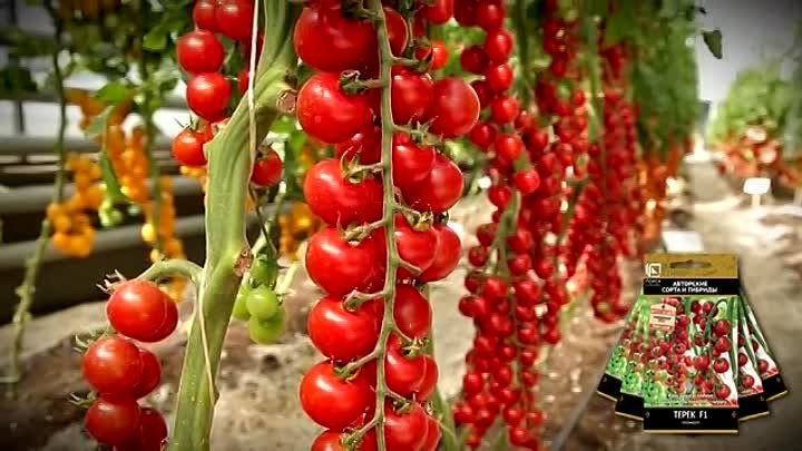 Помидоры рапунцель фото Помидоры рапунцель фото