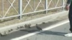 Тюмень: утка с утятами на дороге
