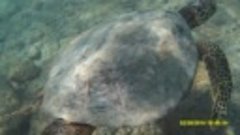 Kailua/Lanikai.2016. Islands.Hawaiian Turtle .Гавайские