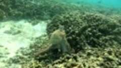Видео  осьминога снято моим мужем на  Мальдивах 