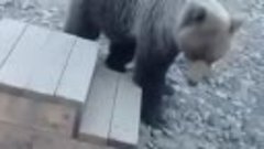 Кадры из Якутии: стая собак отбила у медведя двух совсем мал...