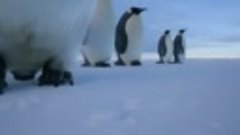 Пингвины и скрытая камера